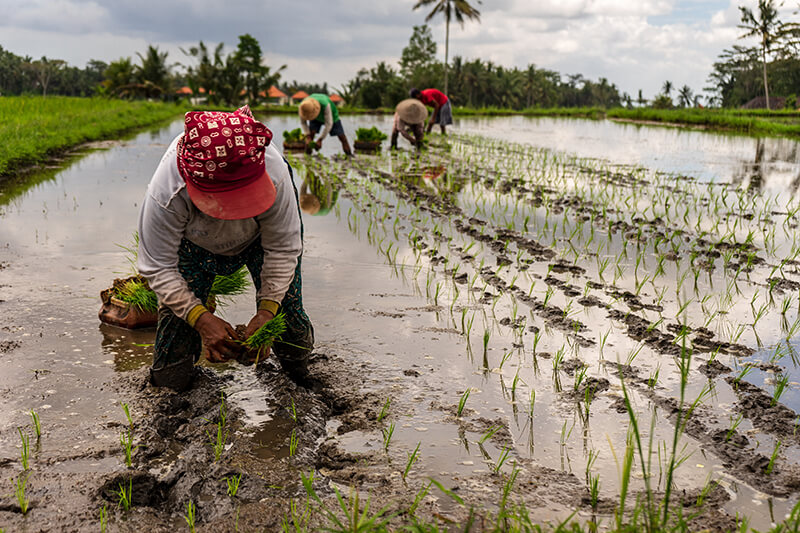 The Tragedy Of The Filipino Rice Farmers Grains Retailers